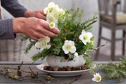 Hands arranging branches, cones, and Christmas roses in a soup bowl, (Helleborus Niger, Abies Nordmanniana)