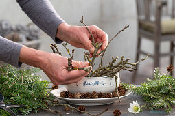 Arrangement of fir and twigs and Christmas roses