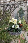 Christrosen (Helleborus niger) und Korallenstrauch (Solanum pseudocapsicum) in Blumenampel im Garten mit Zapfen