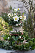 Etagere aus Holzscheiben mit Christrosen (Helleborus niger) Tannenzweigen, Efeu (Hedera), Schneebeere (Symphoricarpos) Weihnachtsdekoration