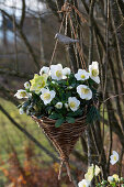 Christmas roses (Helleborus niger) in a wickerwork hanging basket and bird figurine