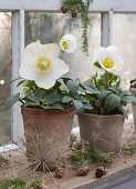 Christmas roses (Helleborus niger) in pots and hemlock (Tsuga) on window sill