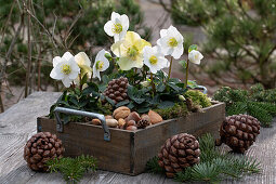 Table decoration with Christmas roses (Helleborus niger), moss, cones, fir branches and nuts
