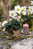 Table decoration with Christmas roses in moss wrapped pots and branches
