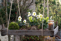 Hängendes Pflanzentablett mit Christrose (Helleborus niger), Mooskugel und Windlicht