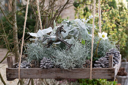 Hängendes Pflanzentablett mit Christrose (Helleborus niger), Stacheldrahtpflanze (Leucophyta brownii), Greiskraut, Zapfen und Schaukelpferd