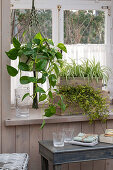 Efeutute (Epipremnum pinnatum), Grünlilie (Chlorophytum comosum), Drahtstrauch (Muehlenbeckia axillaris) am Fenster