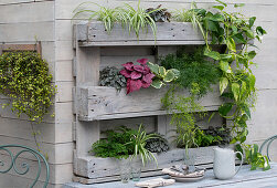 Green plants in hanging shelf, etagere, with leaf begonia (Begonia Beleaf), ornamental asparagus (Asparagus), maidenhair fern, green lily and ivies