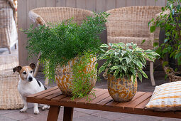 Weeping fig (Ficus benjamina) and ornamental asparagus (Asperagus) in pots