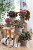Polka dot begonia, and various leaf begonias in pots as indoor decoration