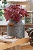 Red-leaved begonia Beleaf 'Inca Flame' (Begonia) in milk pot