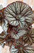 Blattbegonie (Begonia rex) 'Jungle Jewels' im Topf, Draufsicht