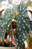 A polka dot begonia leaf unfurling (Begonia maculata), detail