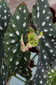 A polka dot begonia leaf unfurling (Begonia maculata), detail