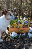 Dog sniffing spring flowers in the garden; Puschkinia (Puschkinia scilloides), Balkan anemone (Anemone blanda)