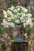 Frühlings-Knotenblume (Leucojum vernum), auch Märzenbecher, Großes Schneeglöckchen, in Blumenvase