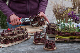 Weaving your own planters from willow and wooden discs, snowdrops (galanthus) in window box, close-up