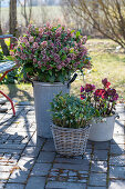 Christmas rose (Helleborus), Winter Angels, white Skimmia, Skimmia Rubella, in flower pots on terrace