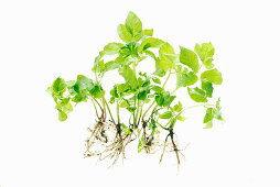 Ground elder against a white background