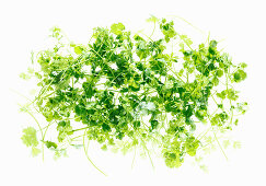 Coriander against a white background