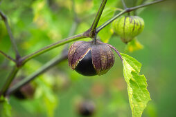 Ripe tomatillo (Physalis philadelphica syn. ixocarpa) on the plant