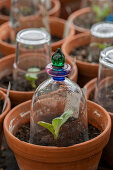 Artichoke seedlings (Cynara scolymus) - seedlings in a pot