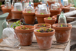 Chard and beet sowing, seedlings in a pot