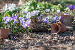 Plant advanced crocus in the bed