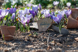 Purple crocus bed with shield in the flower garden (crocus)