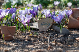 Lila Krokusbeet mit Schild im Garten (crocus)