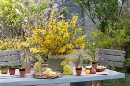 Blühende Forsythien (Forsythia) im Topf, Heckenkirsche (Lonicera), Felsenbirne, Osterdekoration