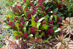 Japanese skimmia (Skimmia Japonica) in the border