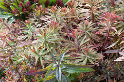 Vielfarbige Wolfsmilch (Euphorbia polychroma) im Herbst