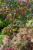 Vielfarbige Wolfsmilch (Euphorbia polychroma), Skimmia, Spindelstrauch (Euonymus eurpaeus) im Herbst