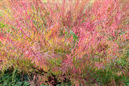 Marsh spurge (Euphorbia palustris) in autumn colors