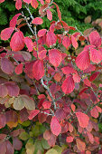 Hybrid-Zaubernuss (Hamamelis intermedia) in Herbstfärbung im Garten