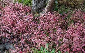 Chinesische Bleiwurz (Ceratostigma plumbaginoides) im Herbstlaub