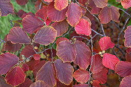 Hybrid-Zaubernuss (Hamamelis intermedia) in Herbstfärbung im Garten