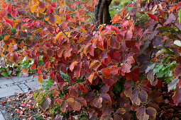 Hybrid-Zaubernuss (Hamamelis intermedia) in Herbstfärbung im Garten