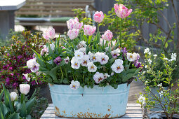 Parrot tulip (Tulipa), 'Pink Vision', horned violet (Viola cornuta) in pot