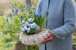 Grape hyacinth (Muscari), horned violet (Viola cornuta), forget-me-not (Myosotis) in flower basket