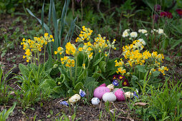 Schlüsselblumen (Primula veris) im Garten mit bunten Ostereiern