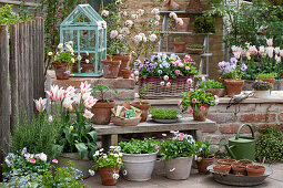 Lily-flowered tulip (Tulipa), parsley, daisies, (Bellis), honey violet, Arrowwood (Viburnum Carlesii), sowing, rosemary, tomato, fennel in pots