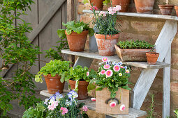 Rosemary, daisies (Bellis), strawberry, lettuce, carnations (Dianthus), chard, horned violet (Viola cornuta) on wooden steps