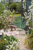 Schneeball (Viburnum carlesii), Zierapfel, Tulpe 'Marilyn', blühender Steinginster im Garten