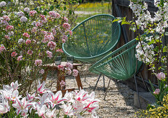 Schneeball (Viburnum carlesii), Zierapfel, Tulpe 'Marilyn', blühender Steinginster im Garten