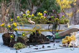 Winter aconite (Eranthis hyemalis), cyclamen (Cyclamen coum) planted in wooden box