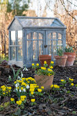 Winterlinge (Eranthis hyemalis), Schneeglöckchen (Galanthus nivalis) im Garten und Minigewächshaus