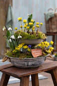 Winter roses (Eranthis hyemalis), snowdrops (Galanthus nivalis), Balkan anemone (Anemone blanda) in an etagere