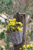 Wintercreepers (Eranthis hyemalis) hanging in a wicker basket